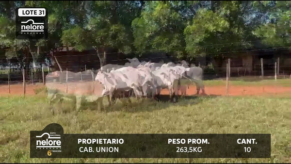 Lote LOTE 31
