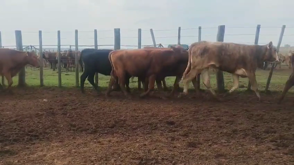 Lote 24 Vaquillonas preñadas