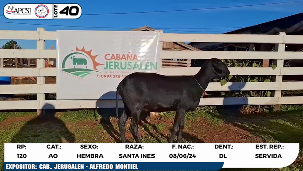 Lote LOTE 40