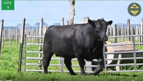 Lote TOROS RP 2666 2686 2709