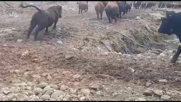 Lote 45 Novillo Gordo en San Clemente, VII  Región Maule