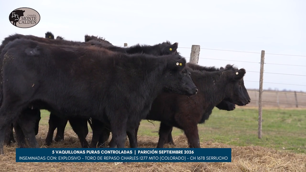 Lote ESTABLECIMIENTO LA COLONIA DE ESAIN - 5 VACAS - paricion septiembre