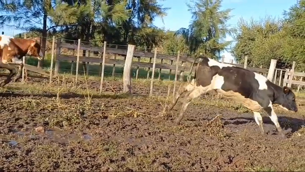 Lote (Vendido)12 Terneros Holando HOLANDO 230kg -  en CUFRE