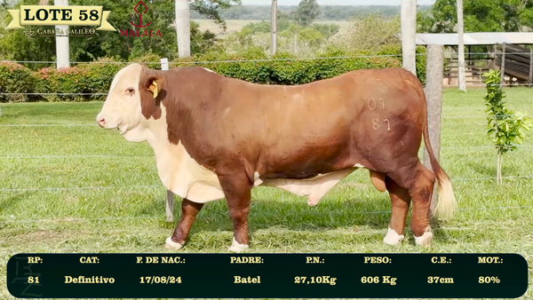Lote LOTE 58