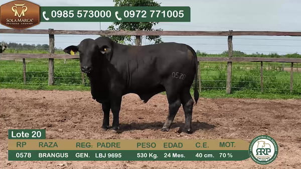 Lote Toros BRANGUS, Ñeembucú