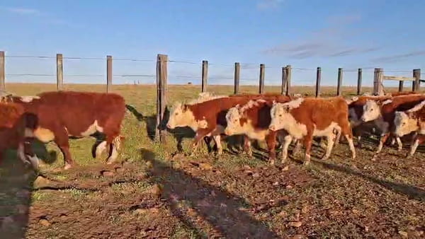 Lote TERNERAS