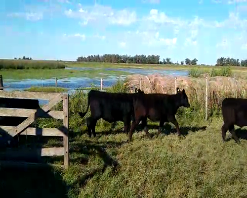 Lote 68 Terneras en Pehuajó, Buenos Aires