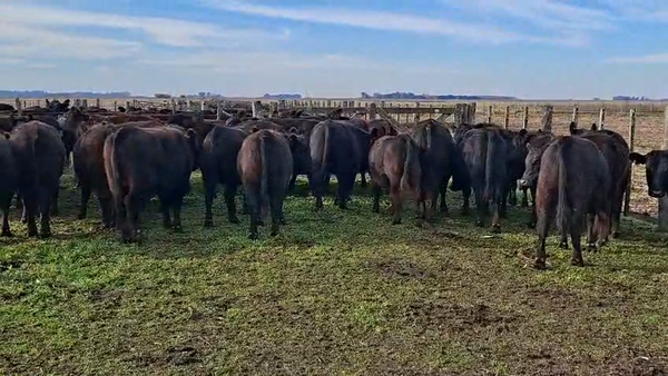 Lote 35 Vaquillonas en Chascomús