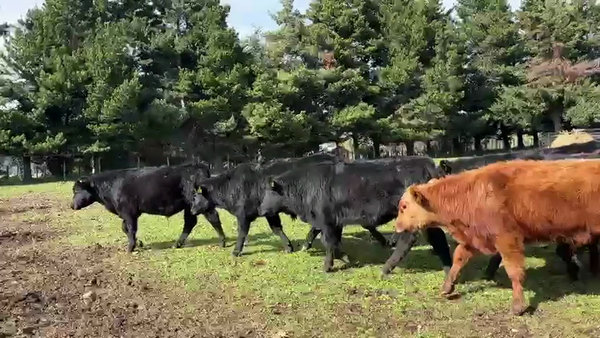 Lote 50 Novillo Engorda en Coyhaique, XI Región Aysén