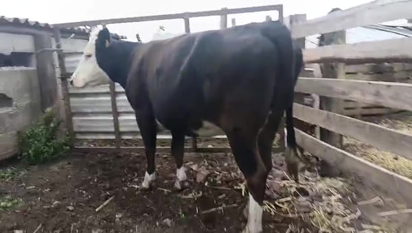 Lote Vaca, San José