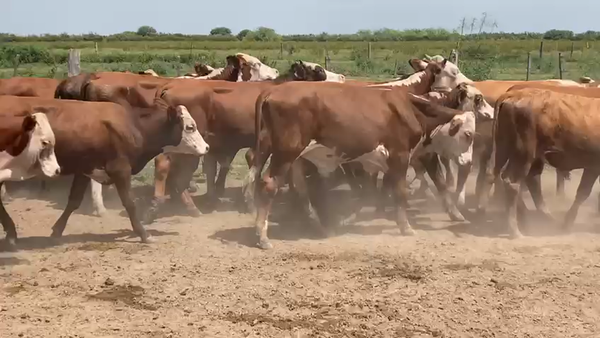 Lote 110 Novillitos Braford en Tostado, Santa Fe