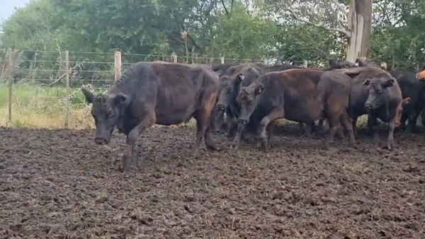 Lote 22 Vacas CUT preñadas