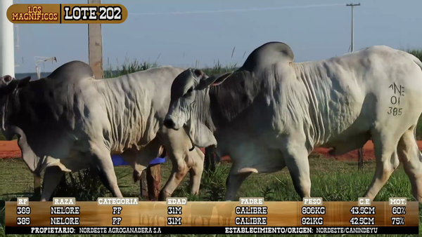 Lote LOTE 202 - POR PANTALLA