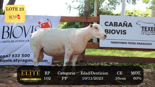 Lote LOTE 23