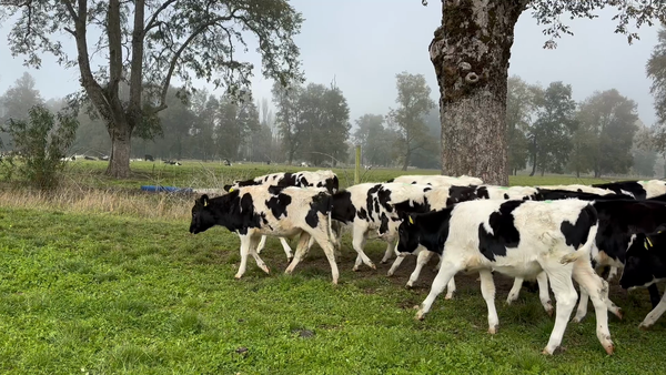 Lote 70 Ternero en Río Bueno, XIV Región Los Ríos