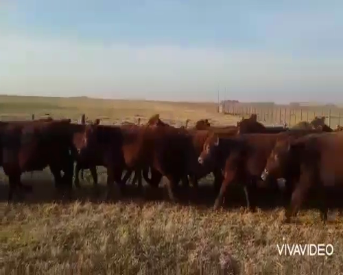 Lote 60 Novillitos en Casalins, Buenos Aires