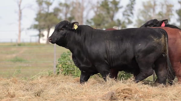Lote Toros Brangus - Cabaña Los Guasunchos
