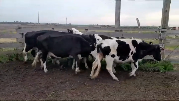 Lote VACAS DE INVERNADA
