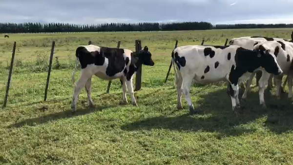 Lote Terneras - El solaz