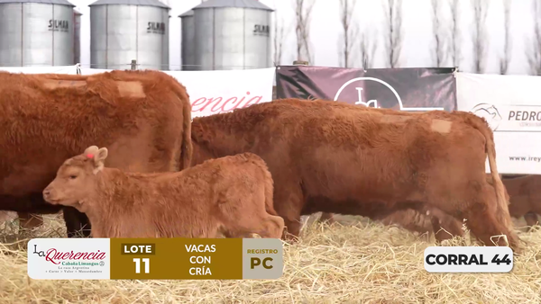 Lote VACAS PC PARIDAS DE PRIMER PARTO