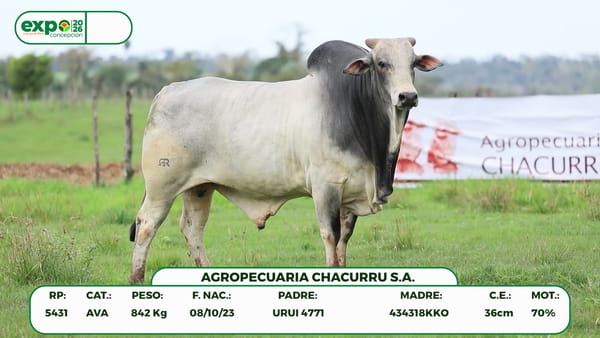 Lote Machos, Concepción