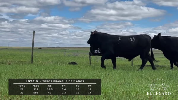 Lote Toro Brangus de 2 años