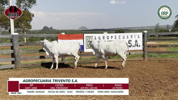 Lote VAQ. PREÑADAS