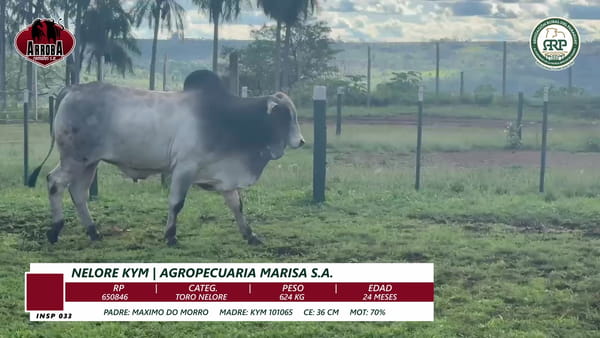 Lote TORO NELORE