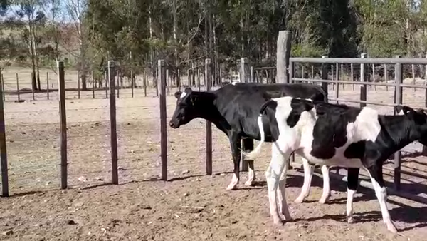 Lote 2 Terneras HOLANDO en MAL ABRIGO