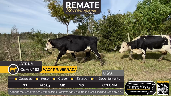 Lote 13 Vacas de Invernada en La Brujas, Canelones