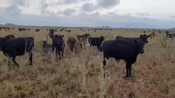Lote 470 Terneras en Carhue, Buenos Aires
