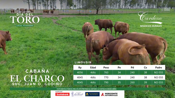 Lote El Charco - Limousin