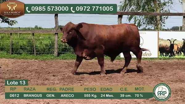 Lote Toros BRANGUS, Ñeembucú