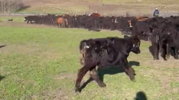 Lote 70 TERNS. MACHOS, TANDIL , PCIA. DE BS. AS.