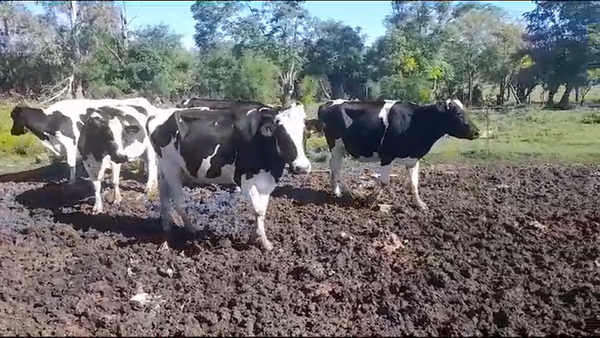 Lote (Vendido)5 Industria 510kg -  en AGRACIADA