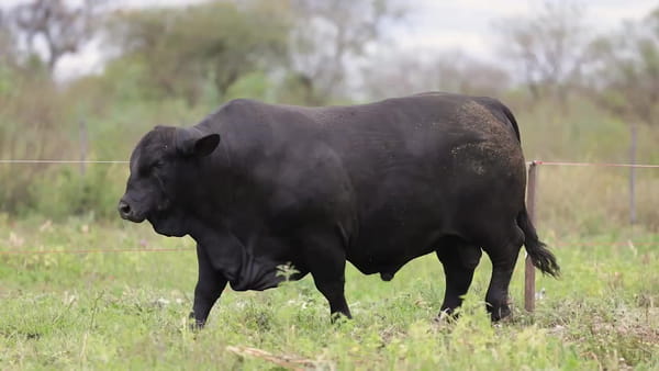 Lote Toros Brangus - Cabaña El Candil