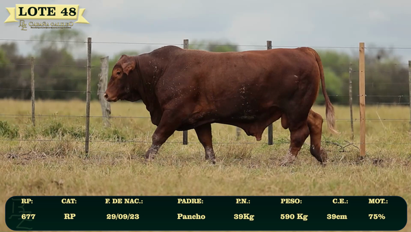 Lote LOTE 48