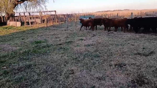 Lote 26 Terneros en Buenos Aires, Daireaux