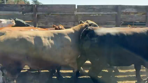 Lote 20 Novillo Gordo en Los Ángeles, VIII Región Biobío