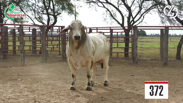 Lote Brahman