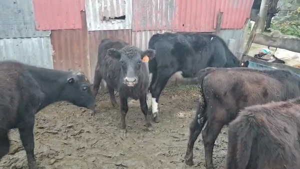 Lote 9 Terneros y Terneras, San José