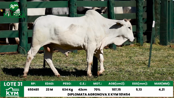 Lote Lote 31