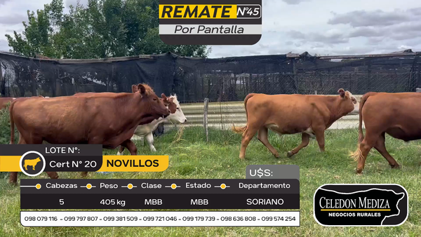 Lote 5 Novillos en Otra Localidad, Soriano