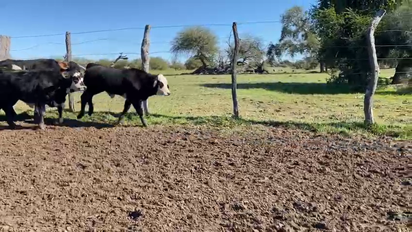 Lote 85 Terneros/as en Corrientes, Pueblo Libertador