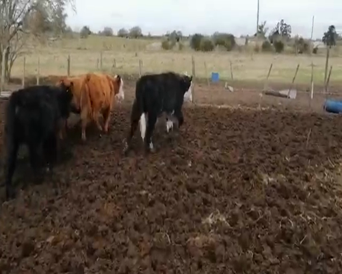Lote 20 Terneros en Canelones