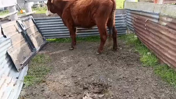 Lote Novillos 350kg - , San José