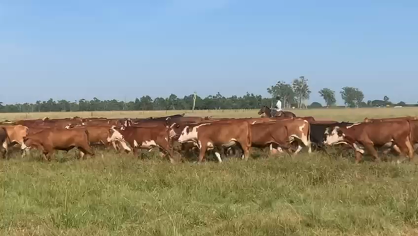 Lote 85 Novillos en Corrientes, Concepción