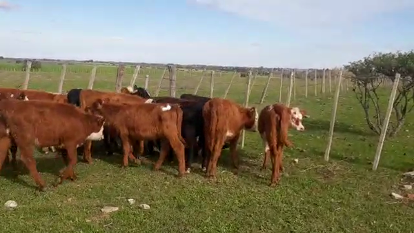 Lote 12 terneras angus, hereford y cruza