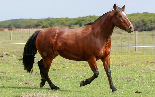 Lote Malacara de La Reserva
