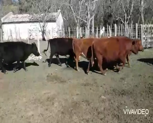 Lote 21 Vacas usadas preñadas en Brandsen, Buenos Aires